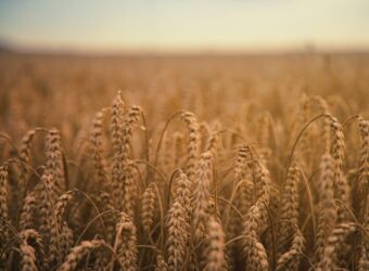 grain_wheat