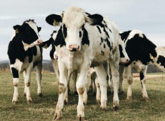 cow