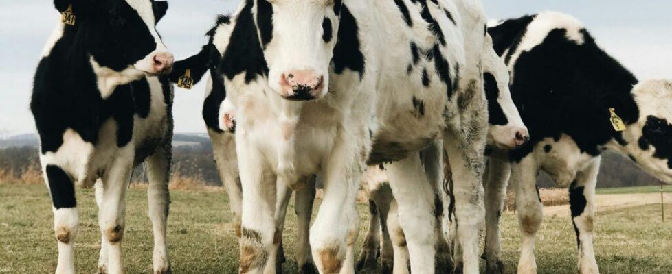 cow